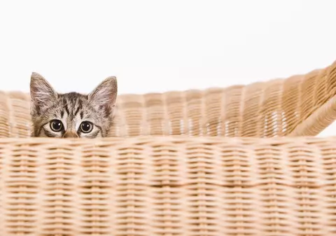 E OFICIAL! Videoclipurile cu pisici influențează starea emoțională