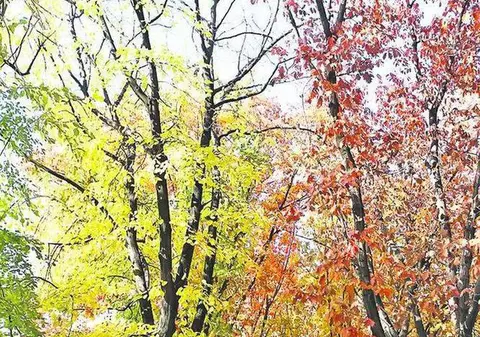 PROGNOZA METEO | Cum va fi vremea în următoarele zile