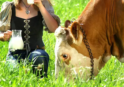 România ocolită de dermatoza nodulară a bovinelor