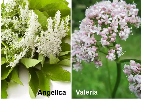10 nume româneşti despre care nu ştiai că simbolizează flori
