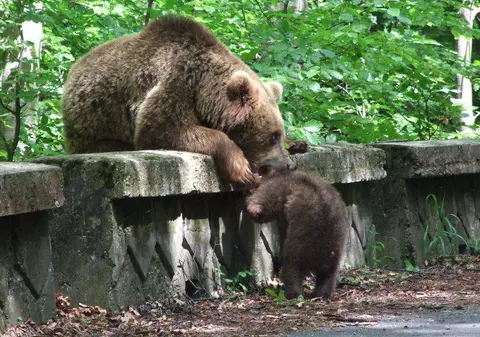 Doi bărbaţi au fost atacaţi de urşi în pădure