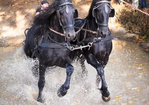 Hai la Karpatia Horse Trials pe Domeniul Cantacuzino din Floresti