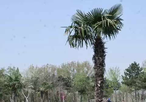 Primarul Piedone îşi adăposteşte palmierii