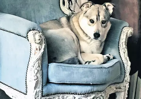 Maidaneză din Predeal, câine terapeut în Olanda | A fost la un pas de moarte în România, dar acum se bucură de o nouă viaţă