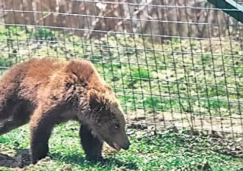 Paddington face numai «drăcii» la Zărneşti | În libertate speria oameni, în pădure... pune pe fugă urșii bătrâni