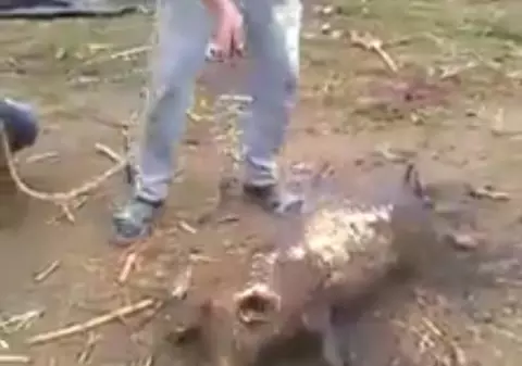 ȘOCANT! S-a filmat în timp ce-și pârlea de viu porcul. Internauții cer pedepsirea tânărului