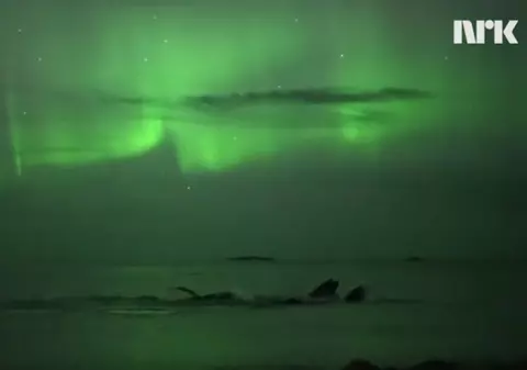 SPECTACULOS! Uite imagini cu balene înotând în lumina aurorei boreale | VIDEO