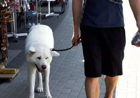 Ai câine? Ai nevoie de bilet de călătorie pentru el