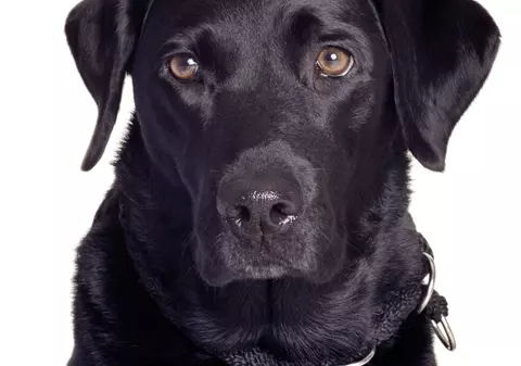 Nu e o glumă! Un câine ȘI-A ÎMPUȘCAT stăpâna, la vânătoare 