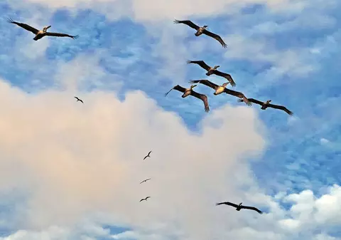 Efectul incredibil al încălzirii globale. Ce se întâmplă cu aripile păsărilor