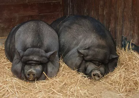 Grădina Zoologică din Braşov scoate animale la vânzare. Cât costă un porc vietnamez?