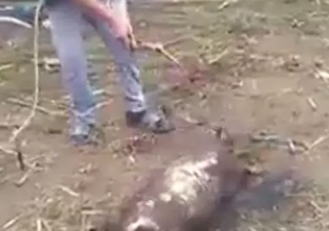 Explicaţia incredibilă a tânărului care a pârlit un porc de viu. Ce le-a spus poliţiştilor