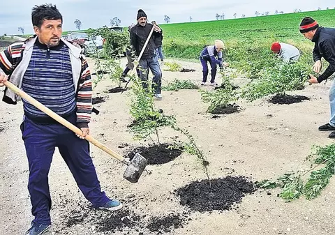 Au plantat o pădure în gropile şoselei! Protest bizar pornit chiar la iniţiativa unui primar