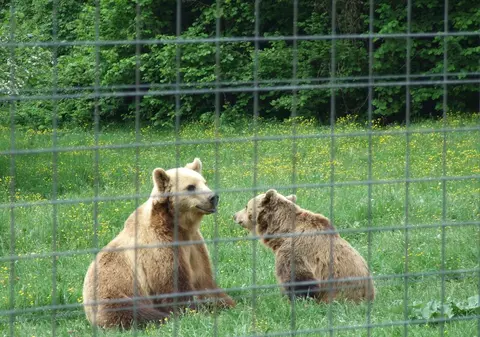 Ai nume de animal? Ești norocos! Vezi la ce-l poți folosi în acest week-end! 