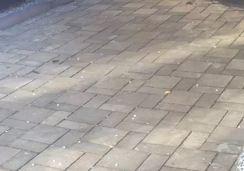 Urs liber pe străzile din Predeal! FOTO