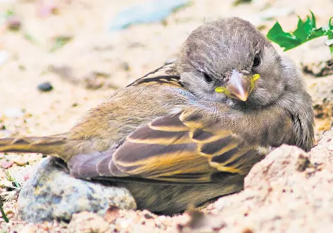 Înapoi la meteorologia populară! Vrăbiile se scaldă în praf – vine ploaia