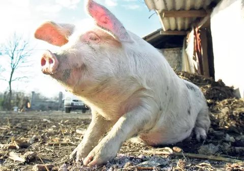 Anul acesta, porcul de Crăciun vorbeşte poloneza