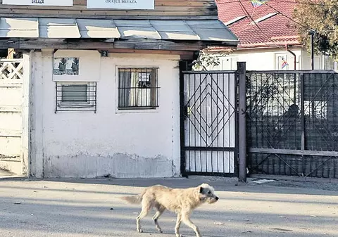 Căţeii din Petroşani sunt «exportaţi» către familii adoptive