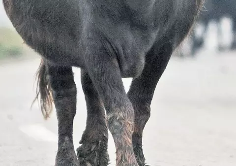 Secretele afacerii cu animale semisălbatice | Doar «dresorul» poate mulge bivoliţa!