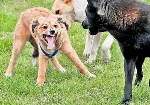 Caz șocant la spitalul din Onești. Medicii au uitat o piatră în rana unui copil mușcat de câine