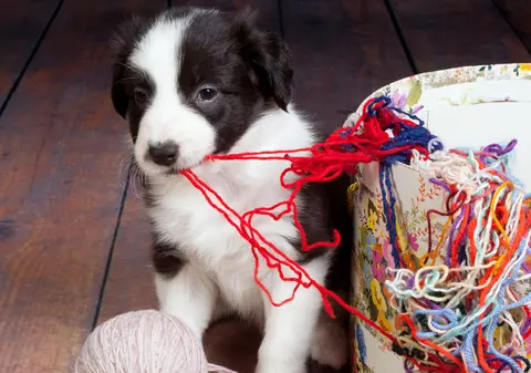 Cum îl educi, aşa îl ai! 5 sfaturi ca să dai pe brazdă un căţeluş rebel