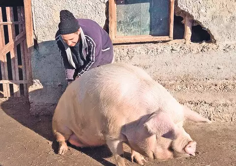 Un gălățean se laudă că are cel mai mare porc din țară, ce cântărește 500 de kilograme | FOTO