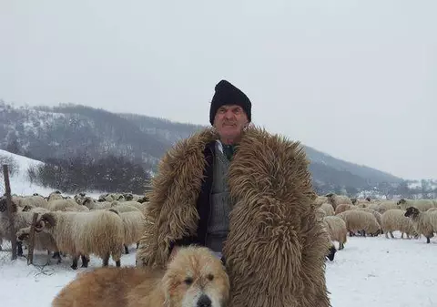 Parlamentul le ia câinii de la stănă ciobanilor!