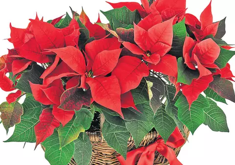 Trucuri de viaţă lungă pentru… Florile Crăciunului