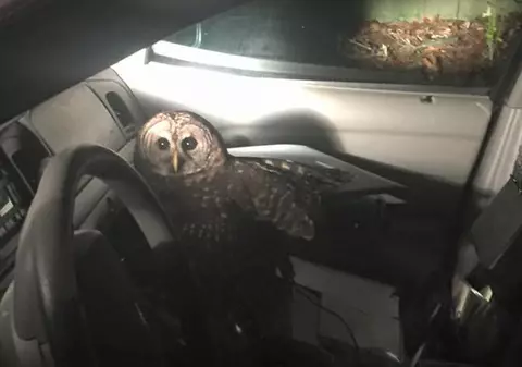 Polițist atacat de bufniță