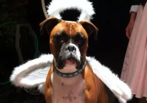 Gestul incredibil al unor soţi, după două săptămâni de când le-a murit câinele 