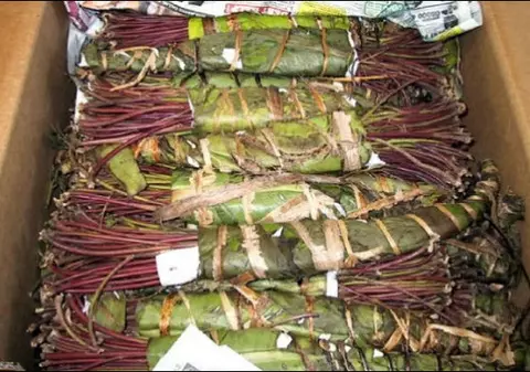 Drogul african khat e pe gustul toxicomanilor de la noi. Patru kilograme au fost interceptate într-o acțiune secretă a polițiștilor
