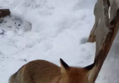 Vulpoiul Foxy, mascota de la Șapte Scări