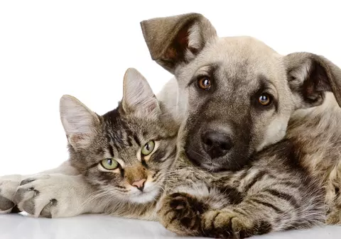 Superstiții: Am aflat de ce nu e bine să închizi mâţa-n şifonier