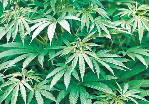 Canabisul, drogul preferat al tinerilor! «Iarba» a prins rădăcini în România și este «trasă» chiar și de copii de 10 ani