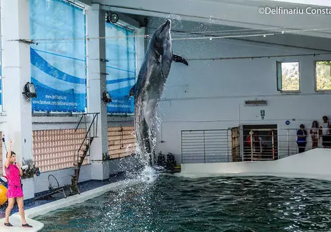 Drum gratis până la Delfinariu