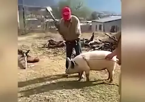 A încercat să taie porcul, dar l-a lovit ghinionul|VIDEO