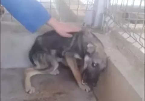 Imagini înduioşătoare! Ce s-a întâmplat cu Priscilla, căţeluşa abuzată din România care a impresionat o lume întreagă | VIDEO