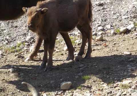Turma de zimbri din Armeniș, atacată de o haită de câini sălbăticiți   