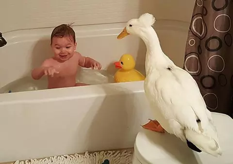 Imaginile care au cucerit internetul! Prietenie inedită într-un copilaș și o rață!