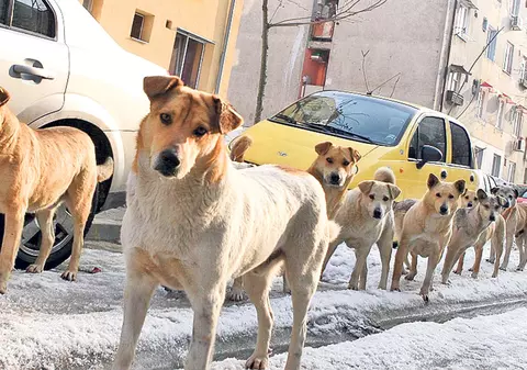 Nemţii au adoptat 230 de maidanezi din Târgu Mureș