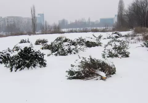 Nu mai aruncaţi brazii de Crăciun! Pot fi transformaţi în îngrăşământ!