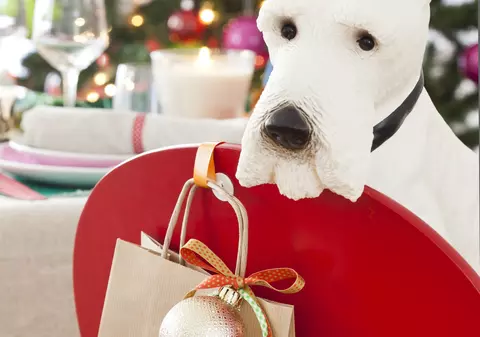 “Punguțele pentru căței”, o nouă modă într-un restaurant din Franța