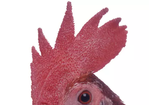 Cum arată cocoșul de 13 kilograme