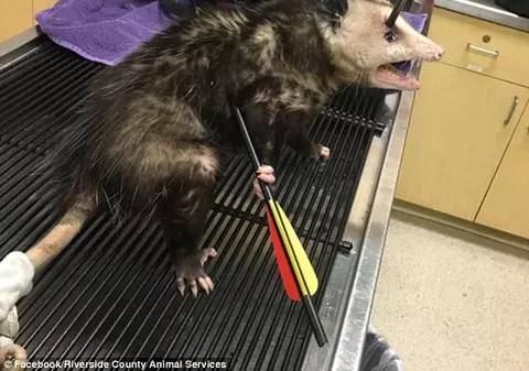 A primit o săgeată în cap și una în burtă! Ce s-a întâmplat apoi cu animalul este incredibil