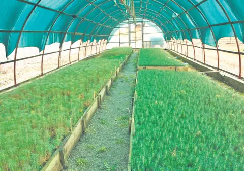 România vrea să fure un record mondial al Australiei