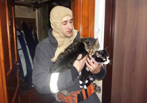 Pompierii din Suceava, chemați să salveze două mâțe din incendiu