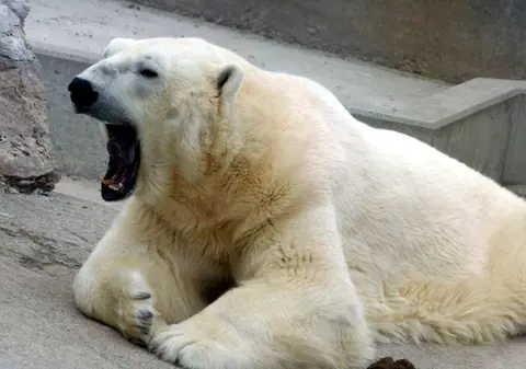 Îți stă inima! A dat nas în nas cu un urs polar! Ce reacție a avut animalul?