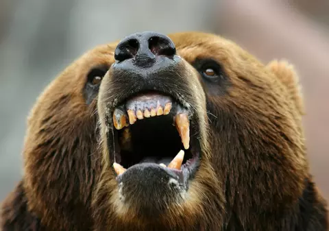 Atacat de urs, în timp ce tăia lemne în pădure