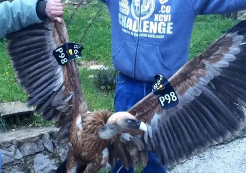 Și animalele pot fi agenți 007! Un vultur a fost arestat în Liban pentru spionaj, România a folosit delfini miliari