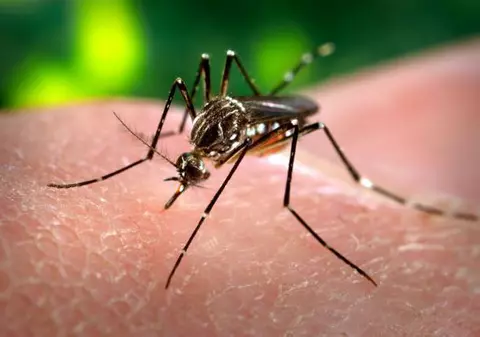 VIRUSUL ZIKA: Risc scăzut de răspândire în Europa